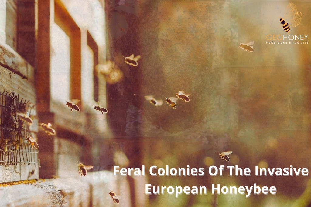 Why Do We Need To Reconsider European Honeybees Since They Are Feral